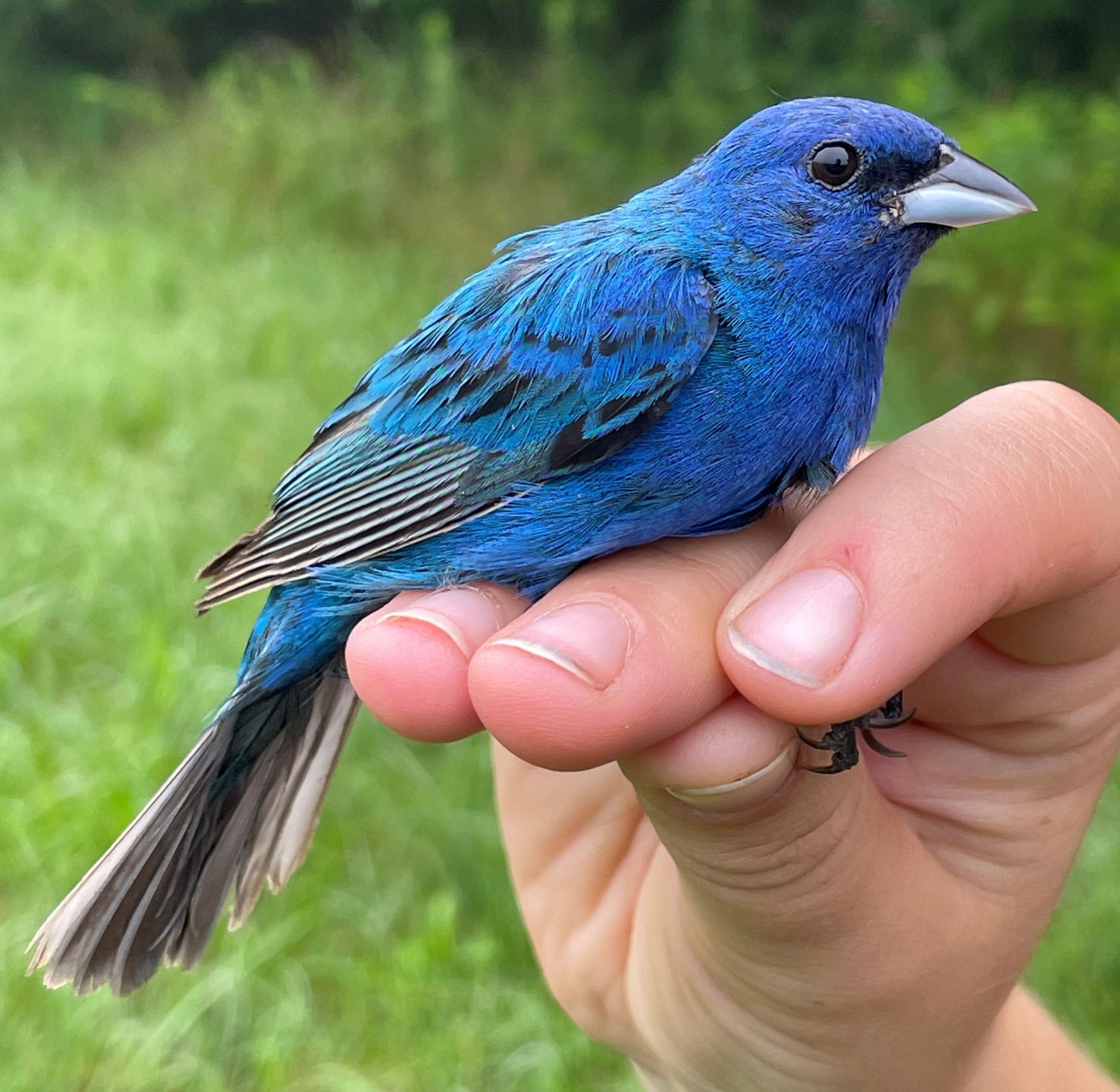 indigo bunting